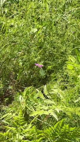 A white butterfly with black markings hovers over a single pink flower amidst a dense field of green grass and ferns. The butterfly flies in a circular pattern, then ascends and disappears from view.