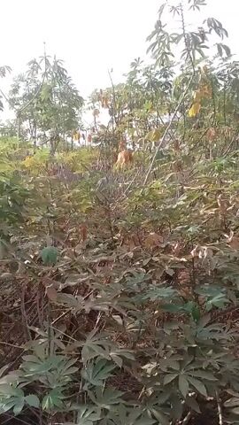 The camera is stationary, showing a field of cassava plants. The plants are a mix of green and brown, suggesting some of the leaves are dying or changing color. The field is dense, with the cassava plants obscuring the background. The sky is white and overcast.