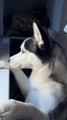 Morning domestic life with pets and cooking documented