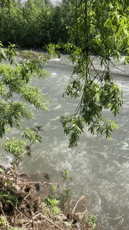 Summer morning in Yelizovo: rivers, wildlife, and local life