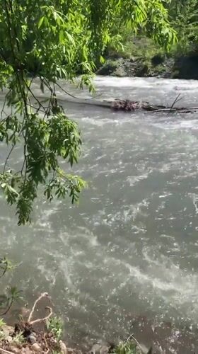 Summer morning in Yelizovo: rivers, wildlife, and local life