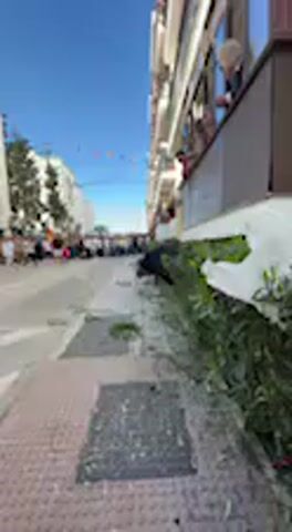 The video captures a daytime scene on a narrow street in Vejer de la Frontera, Spain, during what appears to be a bull running event. A large, dark-colored bull is the central subject, initially partially obscured by a vibrant green hedge lining a sidewalk.

The camera is positioned at a low angle on the sidewalk, looking down the street. In the background, numerous people are gathered along the street, some moving, others standing and observing. Many more spectators are visible on balconies of the multi-story buildings that line both sides of the street. Colorful flags or bunting are strung across the street overhead, suggesting a festive occasion.

The bull emerges from behind the hedge, moving along the sidewalk's edge. It pauses briefly, seemingly sniffing or grazing near the foliage, with some green leaves and branches already scattered on the ground. The animal appears relatively calm in this moment, despite the commotion of the crowd in the background. The sky is clear and blue, indicating good weather. The overall atmosphere is one of anticipation and excitement surrounding the traditional event. No visible text is present in the video.