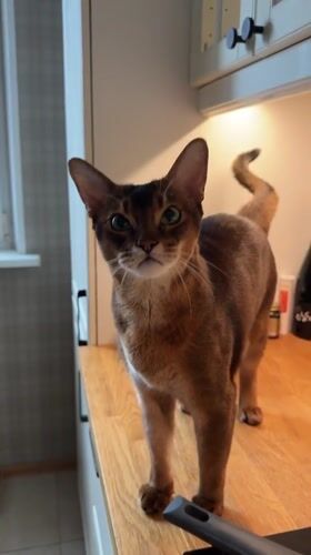 Brown cat explores kitchen and eats breakfast in Moscow