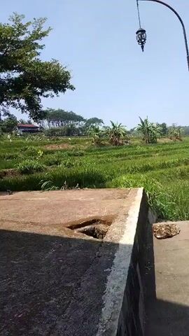 A medium shot captures an outdoor scene on a clear day. In the foreground, a concrete surface dominates the bottom of the frame, with a square hole visible in its center. The surface appears aged and weathered. Beyond the concrete, a lush green field stretches into the midground, dotted with various plants and trees. In the background, more vegetation and a clear blue sky complete the landscape. A single street lamp hangs from a curved metal pole on the right side of the frame.