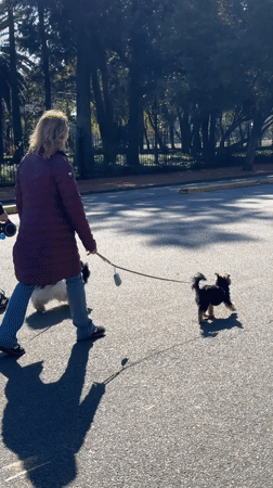 Afternoon street life documented across Buenos Aires parks