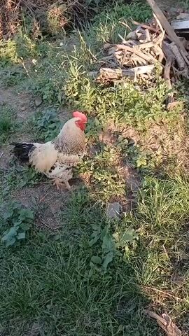 A rooster stands in a grassy area. The rooster is mostly white with black and gold markings. The rooster is looking to the right. The background is a mix of grass, dirt, and wood debris. The lighting suggests it is daytime.
