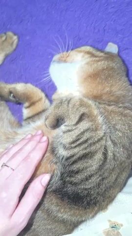A close-up shot shows a tabby cat lying on its back on a purple fuzzy surface. A human hand with fingernails painted with a pale color is gently petting the cat's belly. The cat has its eyes closed, and its paws are curled up. The background is a blurred purple fuzzy surface. The bottom edge of the frame shows a white fabric with faint teddy bear patterns.