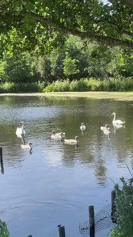 A serene pond scene unfolds with a family of swans. Two adult white swans are prominent, one on the left and another gliding gracefully on the right side of the pond. They are accompanied by several cygnets, varying in shades of grey and brown, swimming close to their parents. The pond's surface is calm, reflecting the lush green trees and foliage that surround it, creating a peaceful, natural ambiance. The video also captures a glimpse of a wooden fence in the foreground, suggesting the pond is in a park or a well-maintained natural area. The sunlight filters through the leaves of overhanging trees, dappling the water and birds with light.