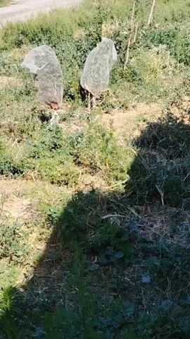 A video taken outdoors shows two small trees covered with white netting. The trees are in a grassy area with some dry grass and other vegetation. Sunlight casts a shadow on the ground in the foreground. The video is filmed from a slightly elevated position.