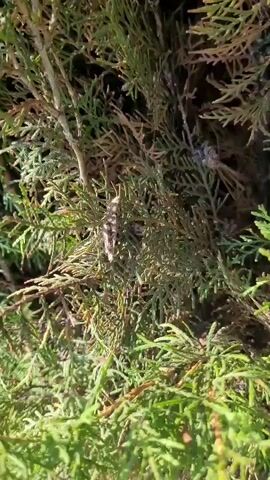 A close-up video shows a light-colored insect with dark stripes on a green, leafy bush. The insect is positioned vertically on a branch, with its body mostly visible. The bush appears to be a conifer, possibly a cedar or cypress, with dense, feathery foliage. The lighting suggests it is daytime, with some shadows present. The camera is stationary and focused on the insect and surrounding foliage. There are no other people or animals visible in the frame.