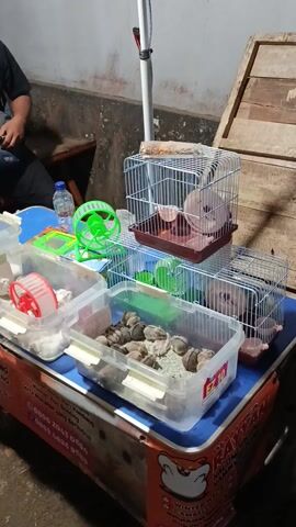 The video shows a close-up, rotated view of several hamster cages and a person sitting nearby. The cages are arranged on a blue surface, possibly a table or stand. One cage is a typical wire hamster cage with multiple levels, containing what appear to be hamsters, a pink plastic house, and a food dispenser. Next to it is a clear plastic container filled with many small hamsters, resting on bedding. Another clear plastic container is visible in the foreground, containing white bedding and a red hamster wheel. A green hamster wheel is also present between the cages. A water bottle and a small green toy are placed near the hamsters. The person, wearing a black shirt and a baseball cap, is seated and appears to be interacting with a bag or pouch. The background shows a rustic wooden wall and a concrete floor, suggesting an outdoor or semi-outdoor setting. The lighting is dim, indicating it might be evening or a poorly lit indoor space. Some text is visible on an orange and white banner-like object on the right side, though it is partially obscured and difficult to read clearly, but some numbers and words like "HAMSTER" can be discerned, along with Indonesian phrases and phone numbers. The overall scene depicts a pet owner or seller tending to their hamsters.