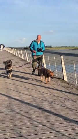 A bald man with a beard walks two dogs on leashes on a wooden boardwalk. The man is wearing a blue hooded jacket and camouflage pants and is holding a camera in his right hand. The dog on the left is a fluffy, grey and brown dog, and the dog on the right is a tan-colored dog. The boardwalk overlooks a body of water with a railing along the edge. The sky is blue with a few clouds, and the sun is shining. The scene appears to be set in a coastal or waterside location during the day.