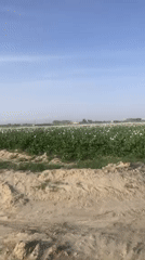 Poppy fields bloom across rural Pakistan agricultural area