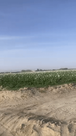 Poppy fields bloom across rural Pakistan agricultural area