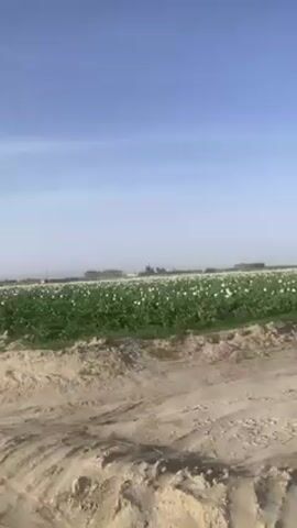 The video displays an expansive agricultural field under a clear, bright blue sky. In the foreground, there is a rough, unpaved dirt path or field edge, characterized by light brown, sandy soil with some patches of dry grass and uneven mounds.

Beyond this foreground, a vast field of green plants stretches towards the horizon. The field is densely covered with these plants, which are adorned with countless small, white flowers. The white flowers create a striking contrast against the dark green foliage, appearing as a speckled white blanket across the entire field. In the far distance, some indistinct, blurry structures, possibly buildings or trees, can be vaguely seen on the horizon line, partially obscured by the slight haze.

The sky is a vibrant, uniform blue, indicating clear weather. The lighting is bright and natural, suggesting it is daytime. The camera moves slowly and smoothly from left to right, panning across the wide expanse of the field, offering a panoramic view of the blooming crop. There are no people visible in the scene, and no text is displayed. The overall impression is one of a peaceful, rural landscape showcasing a large-scale cultivation of a flowering crop.