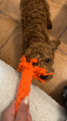 Pet playtime captured in Sutomore home