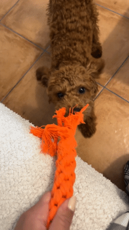 Pet playtime captured in Sutomore home