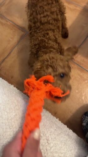 Pet playtime captured in Sutomore home