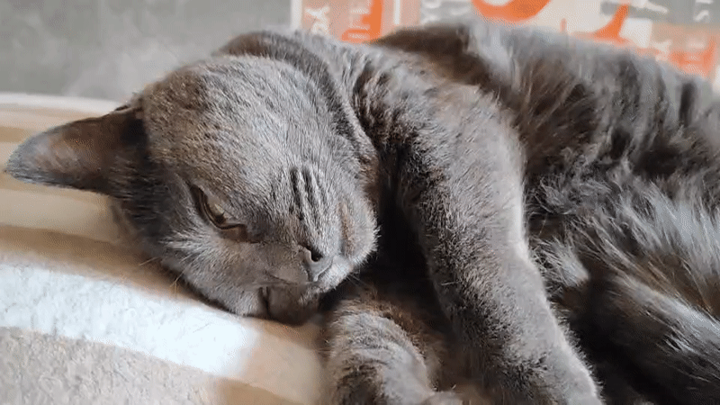 Lazy cat morning at home, with glimpses of Pavlodar outside