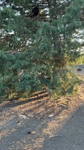 A video shows a large evergreen tree with several turkeys perched on its branches. The ground beneath the tree is covered with dry leaves and debris. Sunlight filters through the branches, casting shadows on the ground. One turkey is visible at the very top of the tree, while others are nestled amongst the branches. In the distance, a small building is visible. The video focuses on the turkeys in the tree and their surroundings.