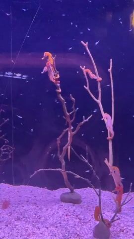 This video shows an aquarium with purple lighting. Several seahorses are clinging to branches of what appears to be dried coral or driftwood. Some seahorses are orange, while others are pinkish-white. The substrate at the bottom of the aquarium is coarse, light-purple sand. Small white particles are visible suspended in the water column, likely food or debris. The background is a dark, blurry purple. The video is static and focuses on the seahorses and their environment.