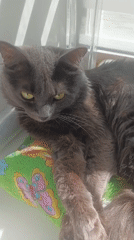 Gray cat lounging on a floral pillow in Biysk sunlight