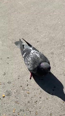 A pigeon is standing on a concrete surface, pecking at bits of food. The pigeon is predominantly gray and black with some white markings on its back. It has red feet and a dark beak. The sun casts a shadow of the bird onto the concrete. The concrete has various small dark spots on it and a few larger, light-colored pieces of debris near the pigeon.
