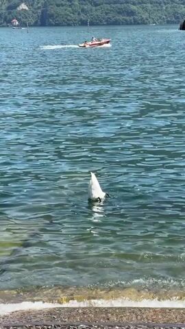 The video shows a swan with its head submerged in the water, its tail feathers visible above the surface. The swan is in a body of water, likely a lake, with gentle ripples on the surface. In the background, a small boat with people on board is moving across the water, leaving a wake behind it. The shore in the foreground is lined with pebbles. The scene suggests a sunny day, possibly in the late morning or early afternoon, given the bright lighting and clear water. The overall atmosphere is peaceful, with the swan seemingly engaged in foraging for food underwater. There is no visible text in the media file. The location is Tremezzina, Italy, which is known for its beautiful lake scenery.
