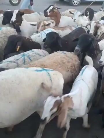 The video shows a close-up, shaky, eye-level view of a herd of sheep and goats gathered in what appears to be a market or outdoor gathering area. The animals are of various colors, including white, black, and brown, and many have blue or green markings on their wool, likely for identification. In the background, out of focus, are people, a motorcycle, and the side of a car, suggesting a bustling environment. The animals are densely packed, with some facing the camera and others turned away. Their heads are visible, some with ears perked and others with ears down. The lighting suggests daytime.