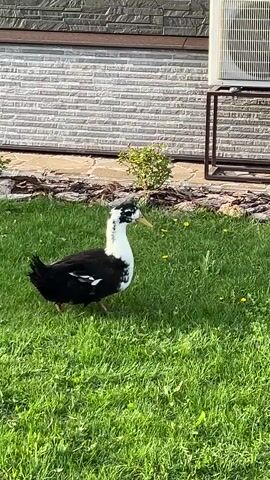 A black and white duck stands on green grass in a yard with dandelions, near a house with grey brick siding, a brown window frame, a window, a brown gutter, an air conditioner, small bushes, and mulch. The duck is standing still and facing the viewer. The camera pans up.