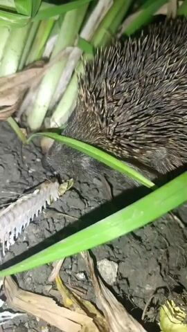 The video shows a close-up, ground-level view of a hedgehog foraging in soil and vegetation. The hedgehog's spiky back is visible on the right side of the frame, with its dark snout and part of its face on the left. The animal appears to be sniffing or eating something on the ground. To the left of the hedgehog is a white, segmented object that resembles a skeletal structure, possibly from a small animal or insect. Several green grass blades are positioned in the foreground, partially obscuring the scene. The ground is dark and appears to be soil with some dried leaves and debris. The lighting suggests it might be dusk or nighttime, or a dimly lit area. There are no people visible in the video, and the primary action is the hedgehog's feeding behavior.