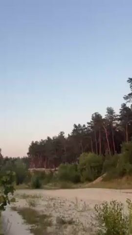 Here is a concise description of the video:

The video shows a tranquil scene with a stand of tall pine trees against a clear, light blue sky. The trees are silhouetted and catch the glow of the setting sun along their trunks and branches, casting a warm light. In the foreground, there's a sandy, open area with sparse green vegetation, suggesting a forest edge or a clearing. The scene has a peaceful, natural quality with no people or visible activity.
