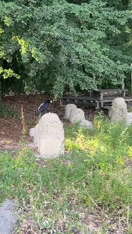 A crow is perched on a gravestone in a cemetery. The crow then flies off the gravestone and into the trees. The cemetery is surrounded by trees and other vegetation. There are other gravestones visible in the background.