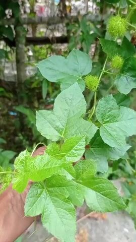 The video shows a close-up of a vine with green, spiky fruit and large, lobed leaves. The vine is hanging down, and a hand is visible holding some of the leaves. The background is blurred but appears to be an outdoor environment with trees and foliage. The fruit are small and round, covered in sharp spines. The leaves are a vibrant green and have a textured surface. The lighting is natural, suggesting it is daytime.