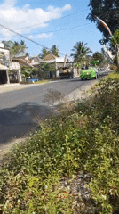 Everyday rural traffic along a palm-lined road in Barurejo