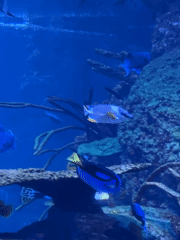 Visitors explore Jakarta Aquarium exhibits, capture marine life memories