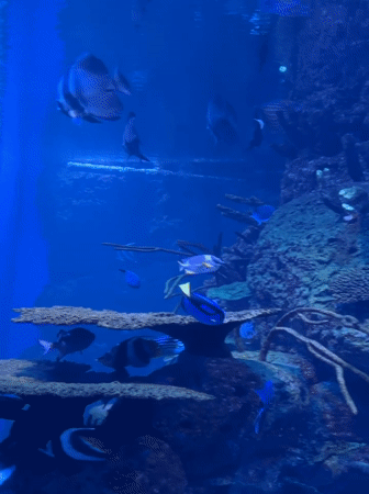 Visitors explore Jakarta Aquarium exhibits, capture marine life memories