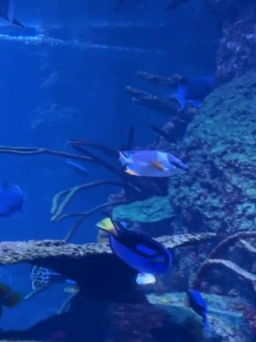 Visitors explore Jakarta Aquarium exhibits, capture marine life memories