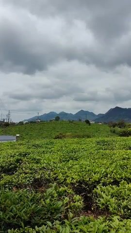 The video shows a tea field on a cloudy day. The tea plants are lush and green. In the background, there are hills or mountains. The sky is overcast with grey clouds.  Some power lines are visible in the distance. There are some buildings visible on the hillside.