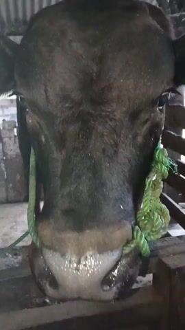 A close-up video shows the head of a black cow. A green rope is tied around the cow's nose, with a knot visible on the right side of its face. The cow appears to be in a barn or enclosure, with wooden slats and a corrugated metal roof visible in the background. Another cow's head is visible in the background, also with a green rope around its nose. The lighting is natural and appears to be daylight.