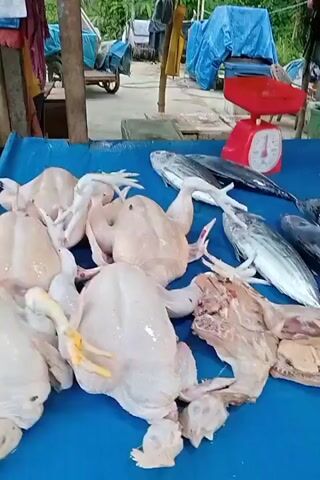 The video captures a lively market stall in Pulorayeuk, Indonesia, showcasing a variety of fresh produce. The goods are spread out on a bright blue tarp covering a long table or stall.

In the initial frames, several raw chickens, some whole and some partially butchered, are visible. Adjacent to them is a red analog weighing scale. The camera then pans across an extensive display of fresh fish. This includes multiple large, silver-bodied fish with dark dorsal fins, resembling tuna or bonito. Further along, there are numerous medium-sized silver fish exhibiting reddish streaks, likely mackerel or a similar species. The pan continues to reveal piles of smaller, slender silver fish, alongside a collection of flat, roundish silver fish, possibly pomfret.

The background shows a typical outdoor market setting, with other stalls, structures covered by blue tarps, and some basic furniture, indicating a bustling commercial environment. The natural lighting suggests it is daytime. No specific individuals or discernible text are visible in the footage. The scene conveys the fresh seafood and poultry available at a local market.