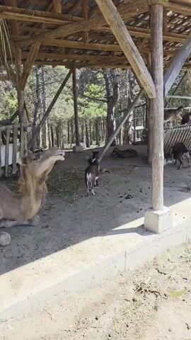 A camel is lying down in a pen under a wooden structure, its body facing left and its head turned to the right, looking towards the right side of the frame. The ground is dirt. Several goats are moving around in the pen. In the background, there are trees and another structure. A peacock is perched on the roof of the wooden structure.