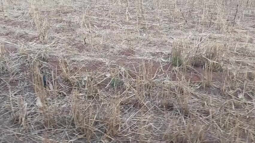 The video shows a field of dry, cut straw and bare earth. There are a few green shoots visible amongst the straw. Voices can be heard in the background.