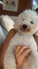 White poodle gets some love in Kediri