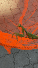 Praying mantis caught in butterfly net on Partenit pathway