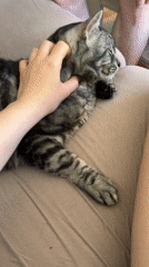 Domestic moments captured in Boreti: cat play and car washing