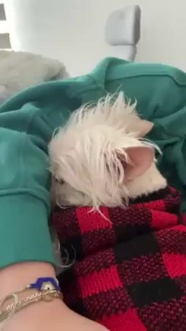 A small white dog is nestled on a person's chest. The dog is wearing a red and black plaid sweater. The person is wearing a green hooded sweatshirt and has a stack of bracelets on their wrist. The dog is facing left and appears to be sleeping. The background is blurry, but a couch and a pillow are visible.
