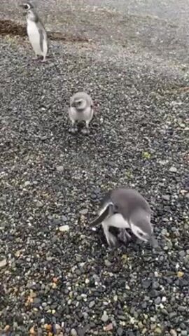 The video shows three penguins on a rocky beach. The penguin in the foreground is bending down and pecking at the ground, while the other two stand upright. The beach is covered in small, dark pebbles and there is some vegetation visible in the background. The scene appears to be outdoors on an overcast day.