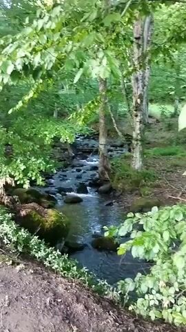A small, rocky stream flows through a dense forest with abundant green foliage. The water is clear and appears shallow, with rocks and moss visible on the stream bed and banks. Sunlight filters through the trees, illuminating the water and surrounding vegetation. The camera is positioned at a slightly elevated angle, looking down into the stream and forest.