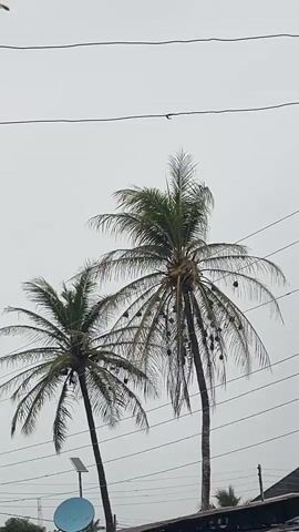 The video shows two tall palm trees against a cloudy sky. The trees are laden with coconuts, some of which are hanging down. Power lines crisscross the sky above the trees. In the lower left corner, a blue satellite dish is visible, along with a small solar panel. The scene appears to be set in a somewhat urban or semi-urban environment, given the presence of power lines and a satellite dish, suggesting a residential or commercial area. The weather appears overcast, and there are faint lines visible in the air, possibly indicating rain or something falling from the sky. The overall mood is calm and perhaps a little humid, typical of tropical climates. There is no visible text in the media file. The location context suggests this scene is from Badagry, Nigeria.